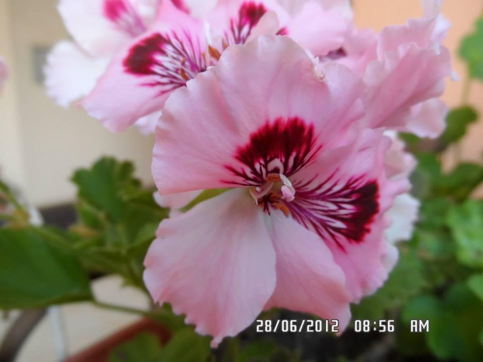 Gardenia Apartments Primorsko Eksteriør bilde